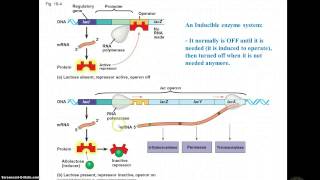 Inducible amp Repressible operons [upl. by Ettennor11]