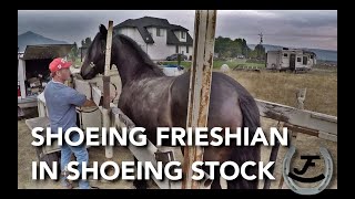 Shoeing Friesian hind feet in shoeing stock  RJF [upl. by Sices614]