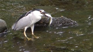 Night Herons Great Blue Herons amp Others Feasting on Herring [upl. by Dunn683]