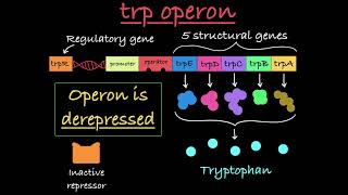 The trp Operon Explained [upl. by Ramaj875]