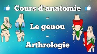 Anatomie du membre inférieur  Le genou [upl. by Snook]