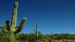 Gustavo Cerati  cactus [upl. by Koffman]