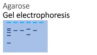 Agarose Gel Electrophoresis [upl. by Busby296]