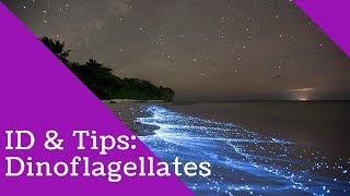 Dinoflagellates Identification and Tips [upl. by Bella]