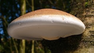 The Magical Birch Polypore [upl. by Anerda696]