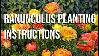 Ranunculus Bulbs Planting Instructions 5 Easy Steps [upl. by Aneehsal]