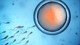 Human Physiology  Fertilization and Implantation [upl. by Yenal]