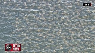 Stingray fever spotted off Florida coast [upl. by Poock]