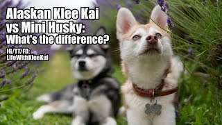 Alaskan Klee Kai vs Mini Husky Whats The Difference How Are They Similar [upl. by Anerom545]