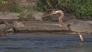 Great Blue Heron hunting [upl. by Kate244]