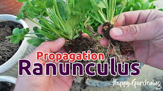 Growing Ranunculus – Propagation amp Transplanting Of Persian Buttercups [upl. by Ilahsiav]