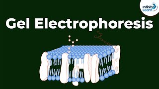 What is Gel Electrophoresis  Dont Memorise [upl. by Yordan903]