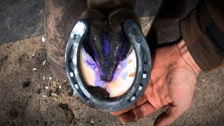 Horse Hoof ABSCESS  How I HELP Him RECOVER  HORSESHOEING [upl. by Farkas]