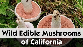 Top 10 Edible Agaricus Mushrooms of California  Wild Mushrooms [upl. by Truelove]