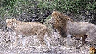 Exclusive  When Lion Met Lioness  Must Watch Till End [upl. by Hickey]