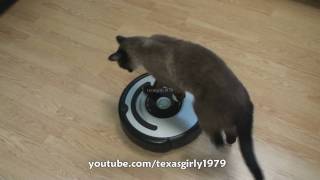 Cat shows HOW TO use iRobot Roomba Vacuum [upl. by Emaj326]