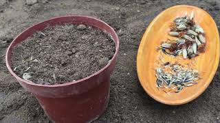 How to Start Marigolds from Seeds Indoors [upl. by Nattie]