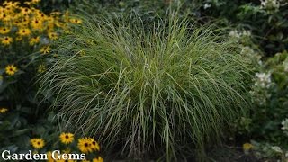 Pheasants tail grass Anemanthele lessoniana aka Stipa arundinacea [upl. by Narot430]