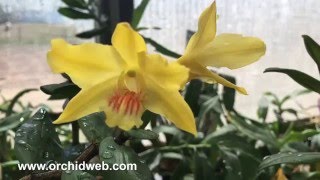 OrchidWeb  Dendrobium lowii [upl. by Shuping]