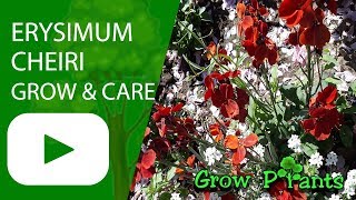 Erysimum cheiri  grow amp care Wallflowers plant [upl. by Lowney]