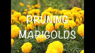 Pruning or Deadheading Marigolds [upl. by Arah]