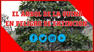 El árbol de la Quina en peligro de extinción  Naturaleza  Perú  Plantas medicinales  Bosques [upl. by Odrude]