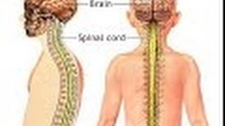 Anatomy and Physiology of Nervous System Part Spinal Cord Nerves [upl. by Asia952]