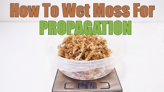 How To Use Sphagnum Moss For Propagation [upl. by Nollid776]