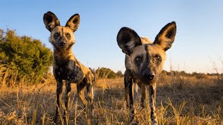 Wild Dogs and Hyenas  The Rivals  Wildlife Documentary HD 1080p [upl. by Eenert]