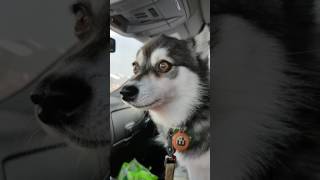 Alaskan Klee Kai talking and howling [upl. by Katey]