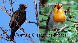 CHANTS dOISEAUX de FRANCE 30 chants [upl. by Pirri]