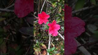 Ravine Gardens State Park  Palatka FL [upl. by Mullins382]