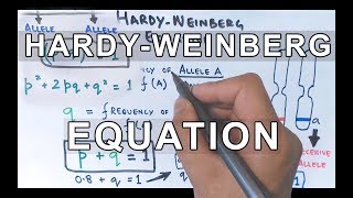 HardyWeinberg Equation  Detailed [upl. by Monahon250]