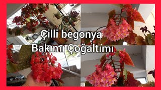 ÇİLLİ BEGONYA FRECKLED BEGONİABAKIMI ÜRETİMİ [upl. by Shelden154]