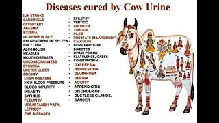 Benefits of Gomutra Cow Urine by Sri Srinivas Maharaj [upl. by Briny]