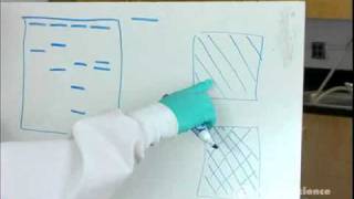 Electrophoresis How to Read Results [upl. by Euv]