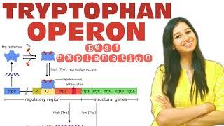 TRYPTOPHAN OPERON Easiest ExplanationMolecular BiologyTRP operonCsirnetgateiitjammscbscphd [upl. by Gnex776]