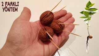 Ceviz çimlendirme  2 ayrı yöntem  Grow walnut from seed  Ses silindi ALT YAZIYI AÇIN lütfen [upl. by Darya]