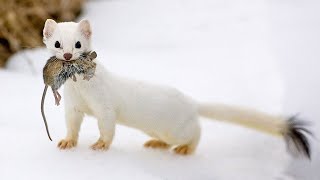 The Stoat  a fearless acrobat and rabbit hunter Interesting facts about Stoats [upl. by Hnacogn969]