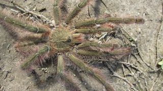 Poecilotheria rufilata Breeder Notes [upl. by Whorton834]