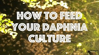 How To Feed Your Daphnia Culture [upl. by Studley]