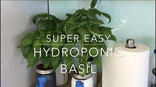 Hydroponic Basil Full Tutorial [upl. by Lauretta]