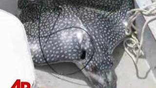 Stingray Leaps From Water Killing Woman [upl. by Wheeler]