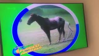 Planet’s Funniest Animals on ITV2 [upl. by Ahsrat]