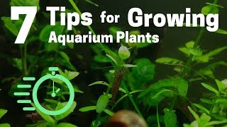 7 Tips for Growing Freshwater Plants in an Aquarium [upl. by Llehsar]