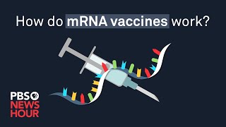 How do mRNA COVID19 vaccines work [upl. by Mulderig]