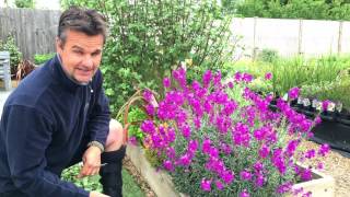 Antonys Gardening Tips  Erysimum [upl. by Olegnaed]