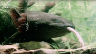 Top 10 WEIRDEST Animals Youve NEVER Seen  BBC Earth Explore [upl. by Collis135]