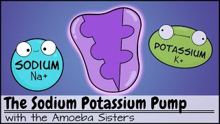 Sodium Potassium Pump [upl. by Secunda607]