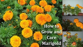 How to Grow and Care Marigold Flowers amp Marigold More Blooming TipsGREEN PLANTS [upl. by Dettmer489]